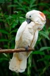 Mollucan Cockatoo Stock Photo