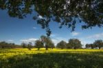 Almond Orchard In A Field Of Yellow Flowers Stock Photo