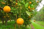 Orange Garden In North Of Thailand Stock Photo