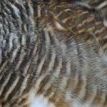 Asian Barred Owlet Feathers Stock Photo