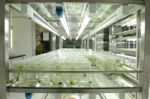 Plant Tissue Culture Stock Photo