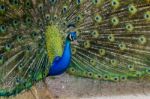 Peacock Bird Showing Off His Beautiful Feathers Stock Photo