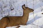 Beautiful Photo Of The Wild Deer On The Snow Looking Aside Stock Photo