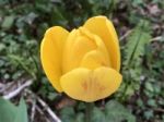 Tulips In The Garden Stock Photo