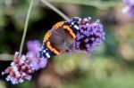 Painted Lady (vanessa Cardui) Butterfly Stock Photo