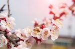 Cherry Blossom With Soft Focus, Sakura Season Background Stock Photo