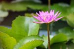 Water Lily On A Pond Stock Photo