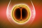 Zygote Cell Stock Photo