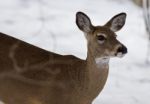 Beautiful Image Of A Wild Deer In The Snowy Forest Stock Photo