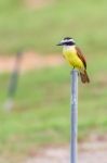 Social Flycatcher Stock Photo