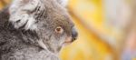 Koala By Itself In A Tree Stock Photo