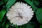 Bark Tree Stump And Green Leaves Of Plant In Garden Stock Photo