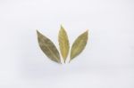 Dried Bay Leaves On White Wooden Background Stock Photo