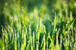 Green Grass With Dew Stock Photo