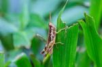 Grasshopper Perching On A Leaf Stock Photo