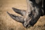 Rhinoceros Close Up Stock Photo