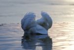 Beautiful Isolated Photo Of A Swan In The Lake On Sunset Stock Photo