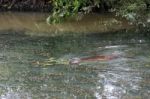 Eurasian Otter (lutra Lutra) Stock Photo