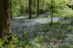 Bluebells In Staffhurst Woods Near Oxted Surrey Stock Photo