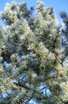 Fir Cone Tree Stock Photo