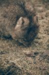 Adorable Large Wombat During The Day Looking For Grass To Eat Stock Photo