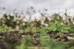 Cotton Field In The Countryside Stock Photo