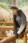 Douc Langur Monkey Pygathrix Nemaeus Stock Photo