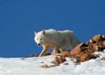 Arctic Wolf Stock Photo