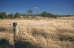 Windmill And Cows In The Countryside During The Day Stock Photo