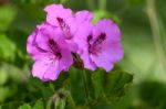 Magenta Hibiscus Flower Blooming In Calahonda Stock Photo