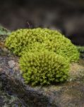 Clump Of Moss On Stone Stock Photo