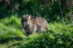 European Wildcat (felis Silvestris Silvestris) Stock Photo