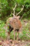 male Deer standing Stock Photo