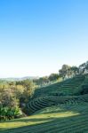 Tea Plantation In Doi Mae Salong, Chiang Rai Thailand Stock Photo