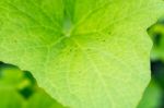 Yong Melon Seeding Damage By Insect Stock Photo