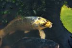 Large Koi Carp Stock Photo