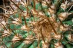 Echinocactus Platyacanthus Stock Photo