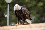 American Bald Eagle Stock Photo