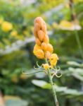 Christmas Candle,ringworm Bush Flower Stock Photo