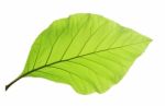 Green Teak Leaf Isolated On White Background Stock Photo