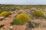 Landscape With Ulex Densus Shrubs Stock Photo