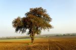 Isolated Tree Stock Photo