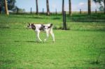 Country Calf In Queensland Stock Photo