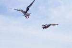 Pigeon Flies In The Blue Sky In A Sunny Day Stock Photo