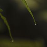 Closeup Of A Fern Stock Photo