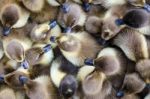 Ducklings For Sale Stock Photo