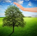 Eco Tree Stock Photo