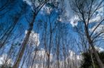 Turn Up View Of Rubber Tree ,with Blue Sky And Cloud Stock Photo