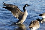 Beautiful Close-up Of The Canada Goose With The Wings Stock Photo