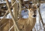 Beautiful Isolated Photo With A Cute Wild Deer In The Snowy Forest Stock Photo